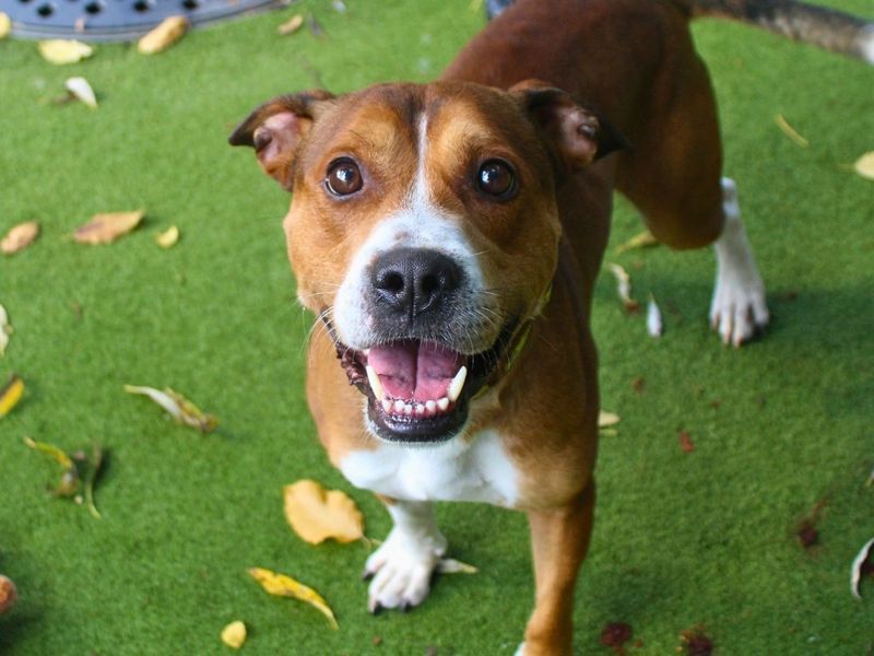 Tyson | Terrier (Staffordshire Bull) | Manchester - 2