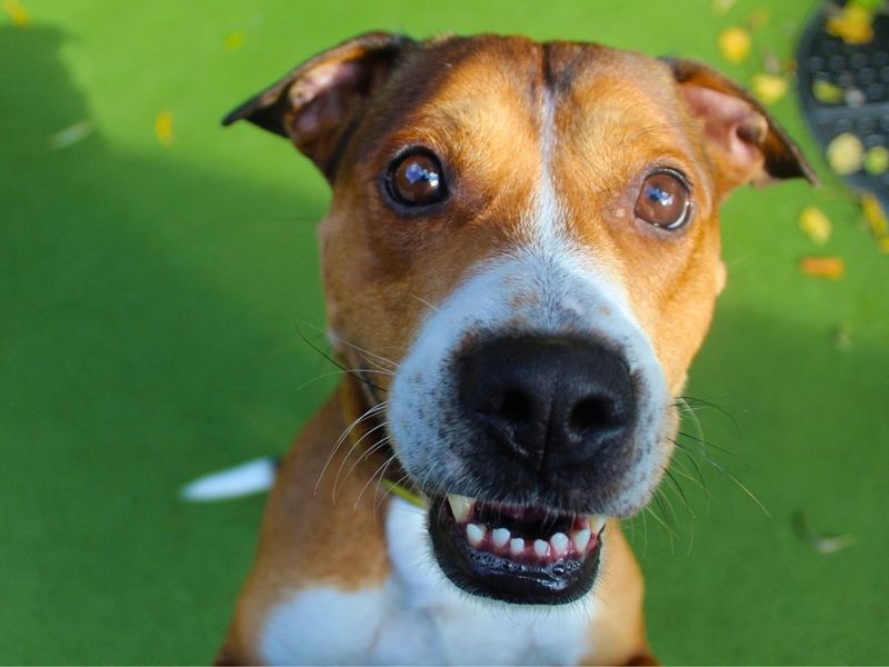 Tyson | Terrier (Staffordshire Bull) | Manchester - 6