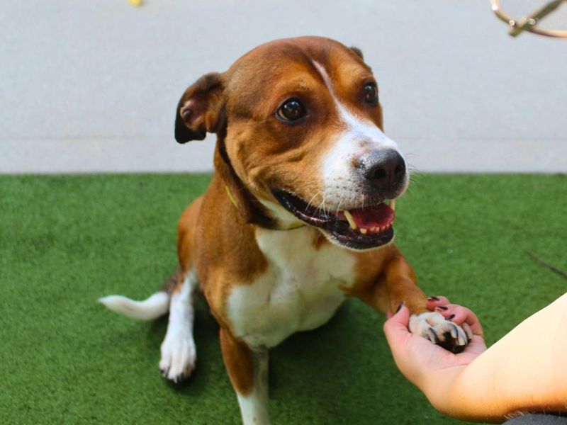 Tyson | Terrier (Staffordshire Bull) | Manchester - 3