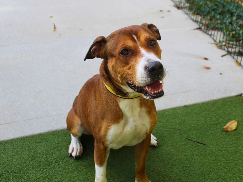 Tyson | Terrier (Staffordshire Bull) | Manchester - 5