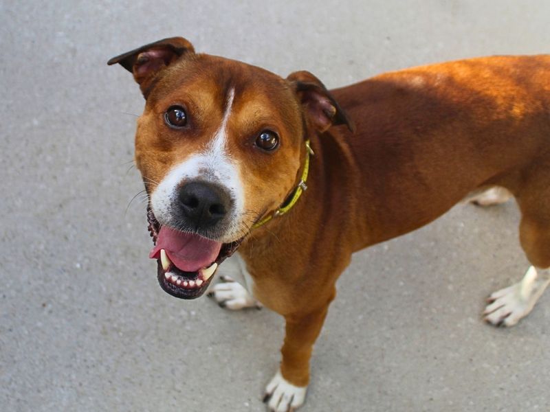 Tyson | Terrier (Staffordshire Bull) | Manchester - 4