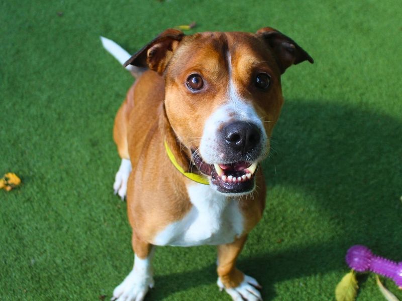 Tyson | Terrier (Staffordshire Bull) | Manchester - 7