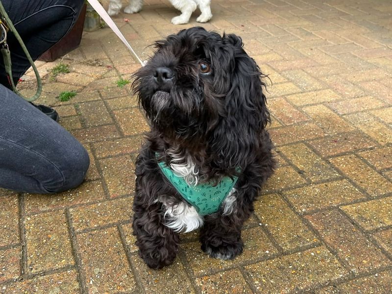 Tigger | Spaniel (Cavalier King Charles) Cross | Canterbury - 1