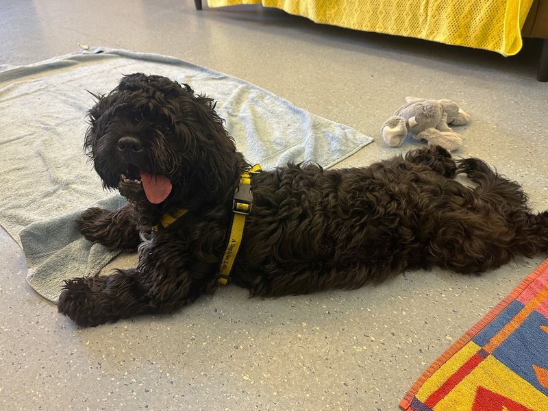 Tigger | Spaniel (Cavalier King Charles) Cross | Canterbury - 2