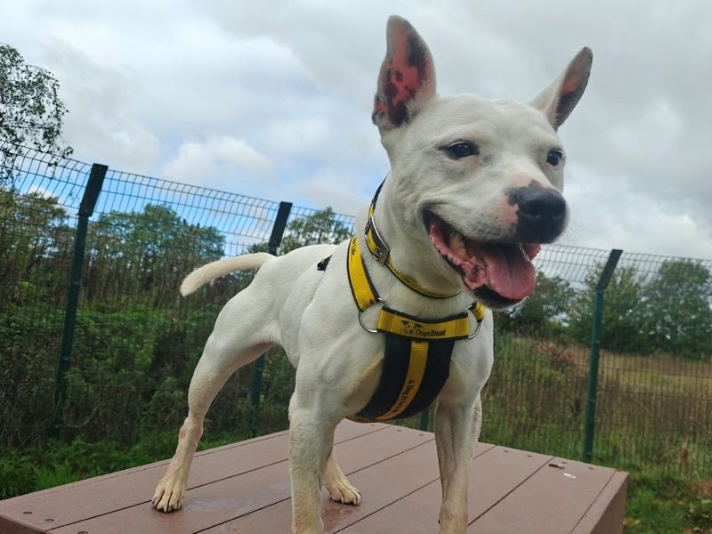 Staffordshire Bull Terrier Dogs And Puppies For Adoption