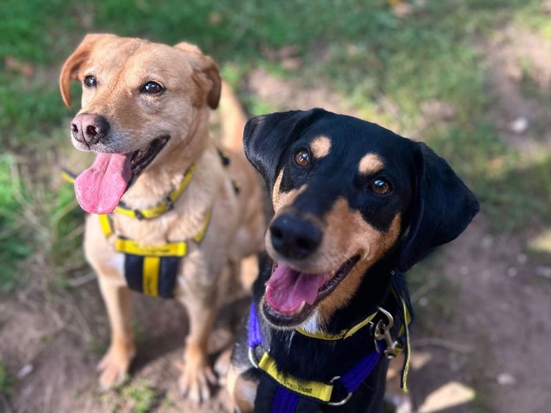 Molly | Retriever (Labrador) Cross | Snetterton (Norfolk) - 8