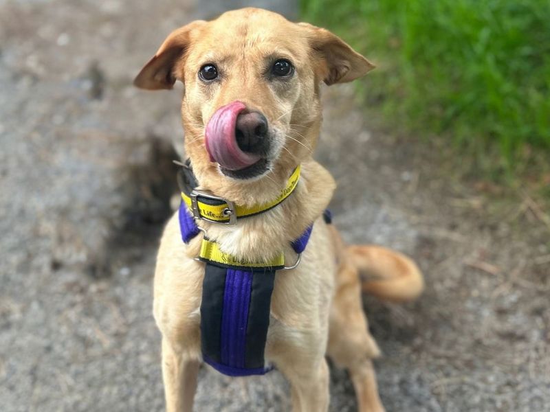 Lola Lab | Retriever (Labrador) Cross | Snetterton (Norfolk) - 5
