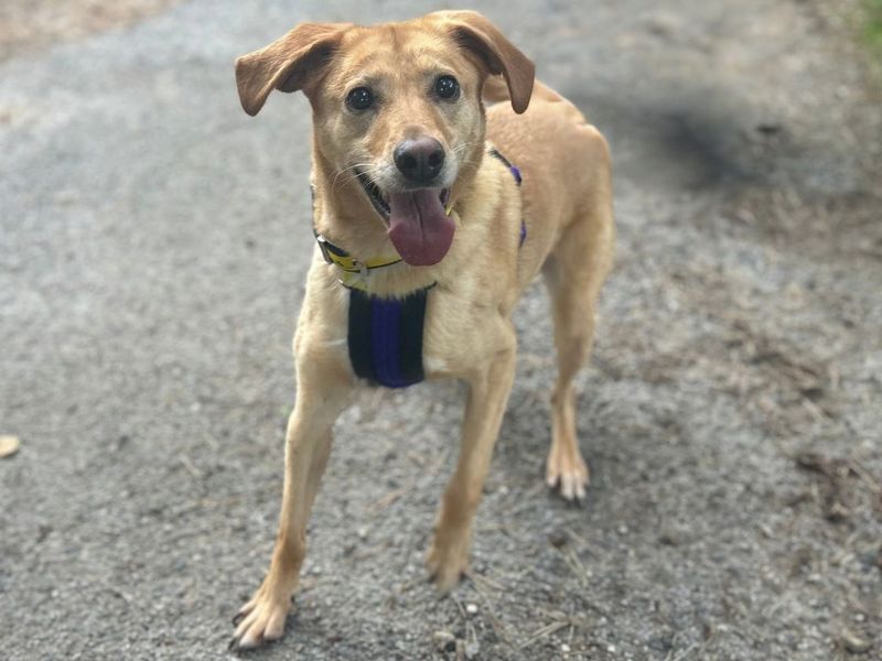 Lola Lab | Retriever (Labrador) Cross | Snetterton (Norfolk) - 7