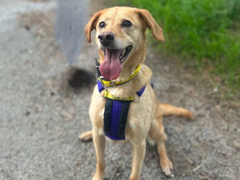 Lola Lab | Retriever (Labrador) Cross | Snetterton (Norfolk) - 6