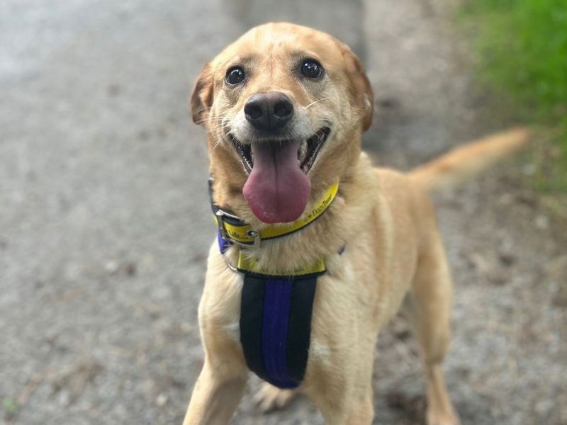 Lola Lab | Retriever (Labrador) Cross | Snetterton (Norfolk) - 4