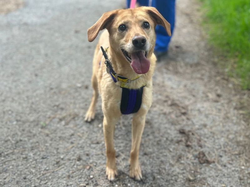 Lola Lab | Retriever (Labrador) Cross | Snetterton (Norfolk) - 3