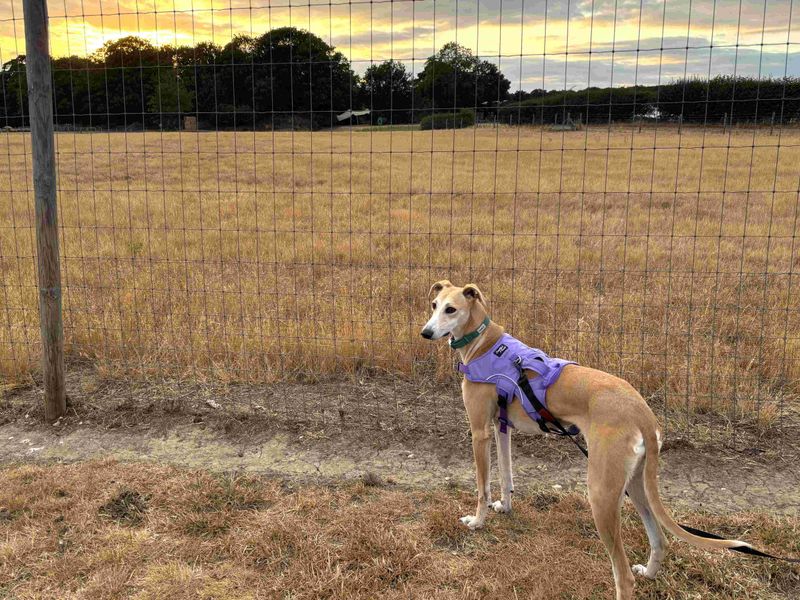 Eira | Lurcher | Harefield West London - 3