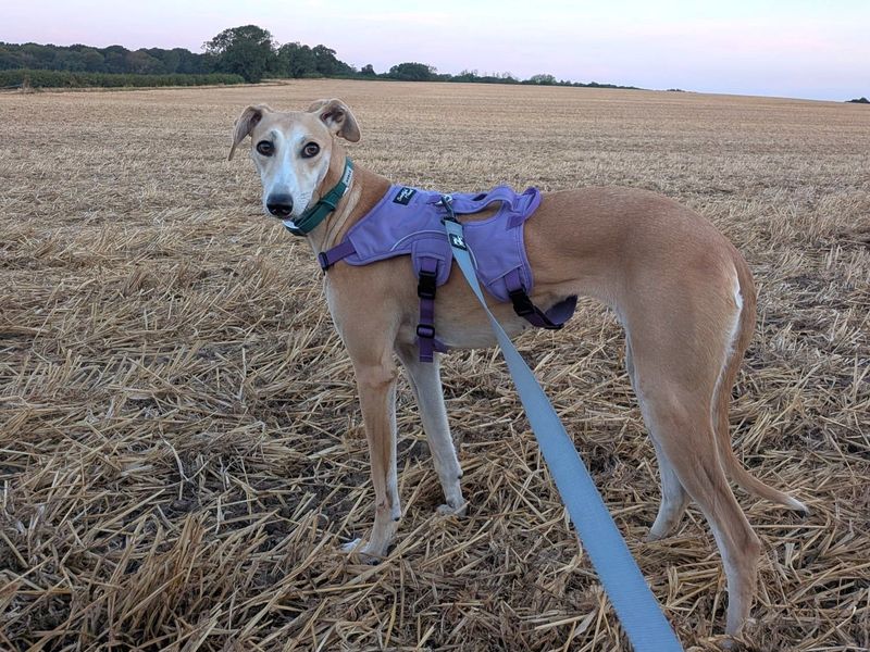 Eira | Lurcher | Harefield West London - 2