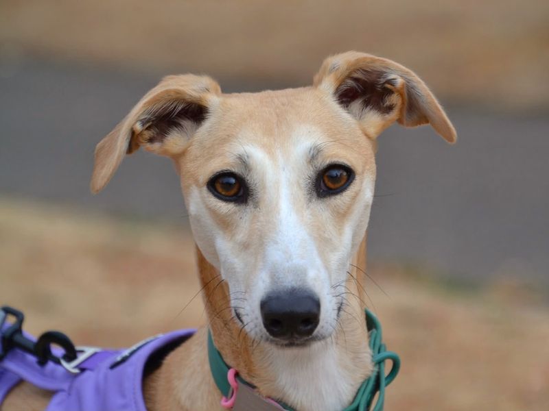 Eira | Lurcher | Harefield West London - 1