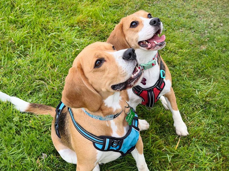 Freya | Beagle | Leeds - 1
