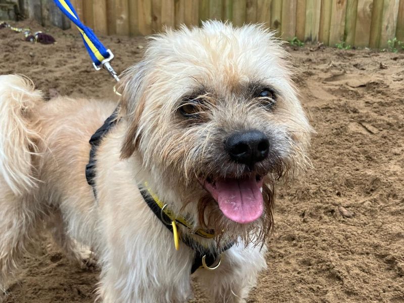 Cylde | Chinese Crested Cross | Ilfracombe - 1