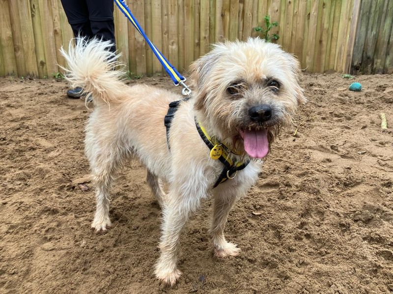 Cylde | Chinese Crested Cross | Ilfracombe - 3
