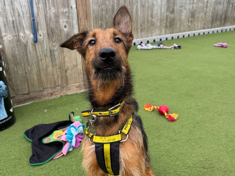 Marigold | Terrier (Airedale) Cross | Snetterton (Norfolk) - 1