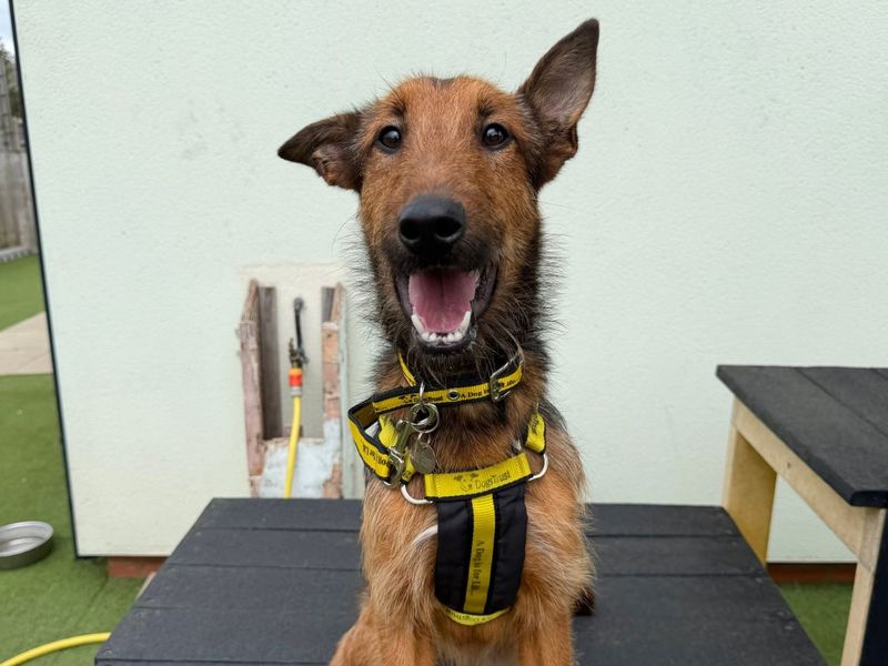 Marigold | Terrier (Airedale) Cross | Snetterton (Norfolk) - 6