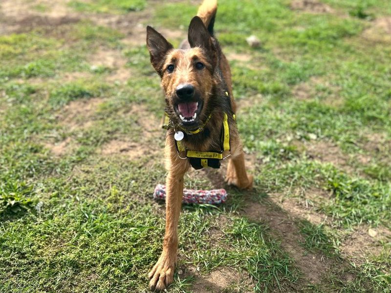 Marigold | Terrier (Airedale) Cross | Snetterton (Norfolk) - 3