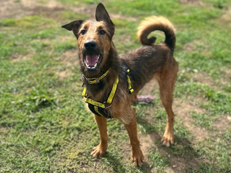 Marigold | Terrier (Airedale) Cross | Snetterton (Norfolk) - 7