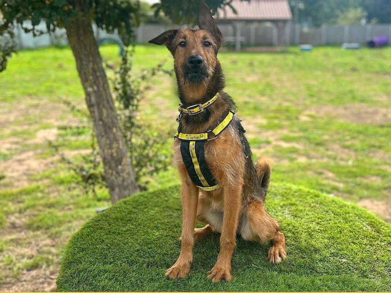 Marigold | Terrier (Airedale) Cross | Snetterton (Norfolk) - 5