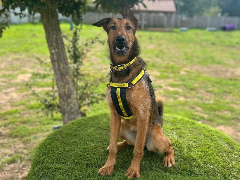 Marigold | Terrier (Airedale) Cross | Snetterton (Norfolk) - 4