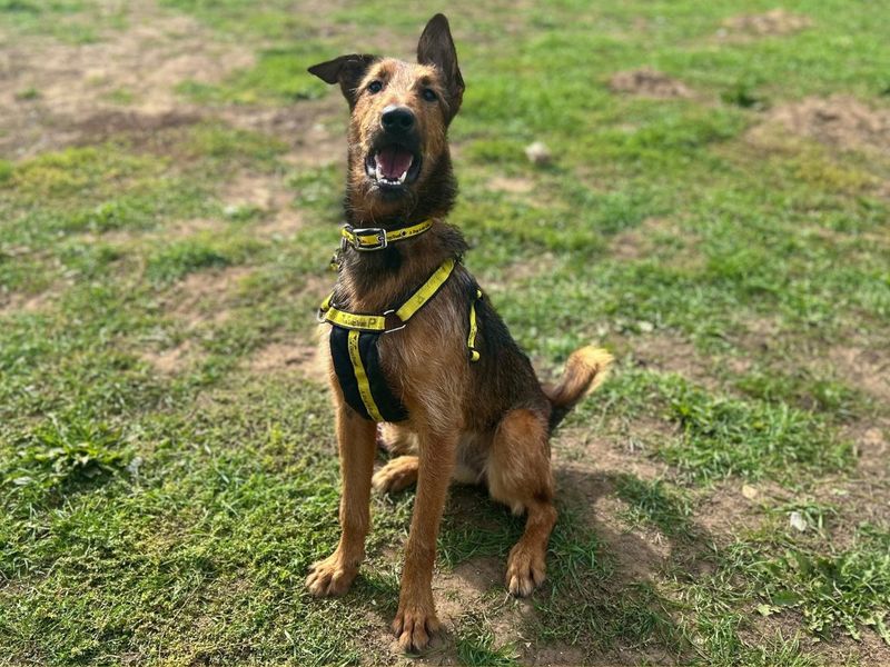 Marigold | Terrier (Airedale) Cross | Snetterton (Norfolk) - 2