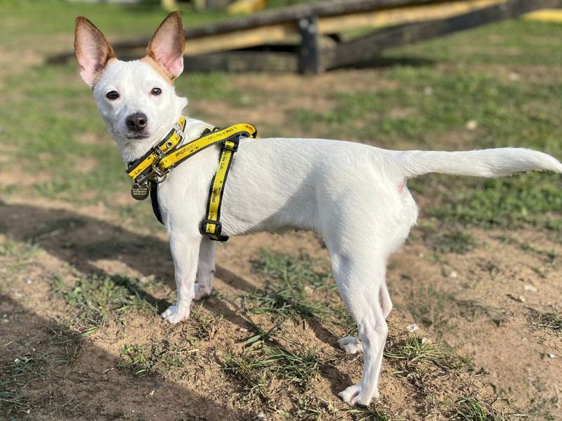 Crumble | Terrier (Jack Russell) Cross | Snetterton (Norfolk) - 2