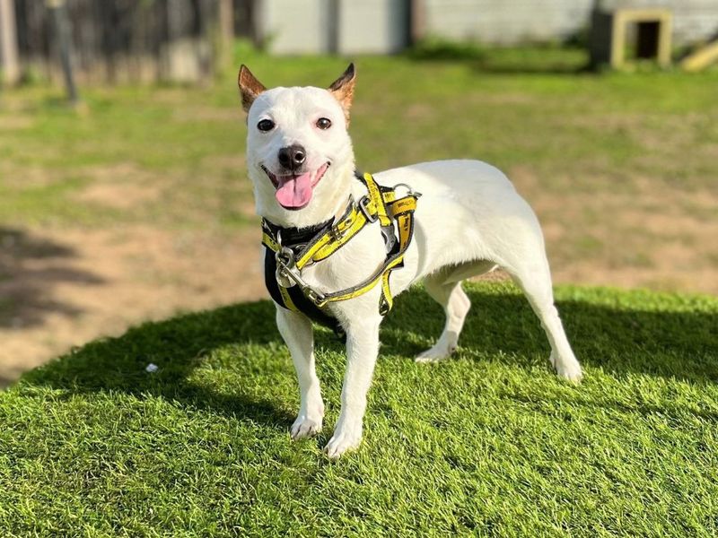 Crumble | Terrier (Jack Russell) Cross | Snetterton (Norfolk) - 4