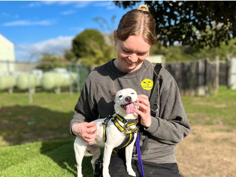 Crumble | Terrier (Jack Russell) Cross | Snetterton (Norfolk) - 5