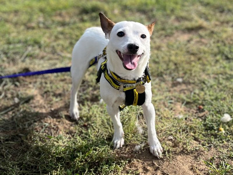 Crumble | Terrier (Jack Russell) Cross | Snetterton (Norfolk) - 3