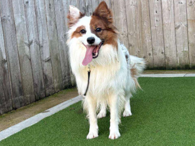 Haribo | Collie (Border) Cross | Loughborough - 2