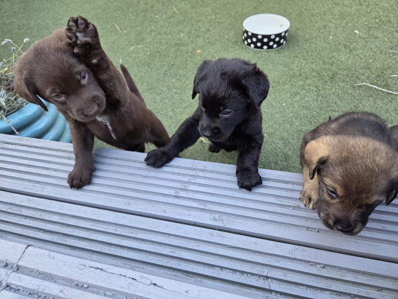 Pain Au Chocolat | Retriever (Labrador) | West Calder (Edinburgh) - 1