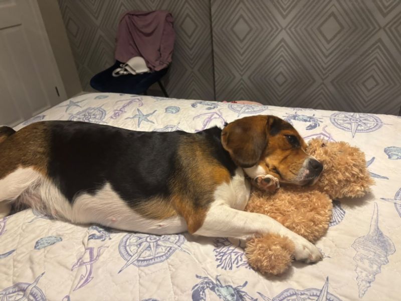 Daisy | Beagle Cross | Kenilworth (West Midlands) - 1