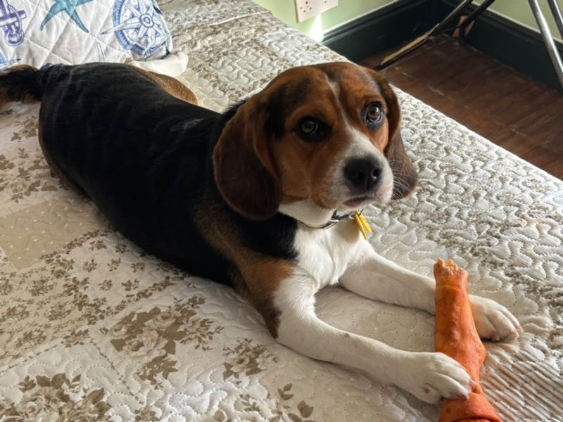 Daisy | Beagle Cross | Kenilworth (West Midlands) - 2