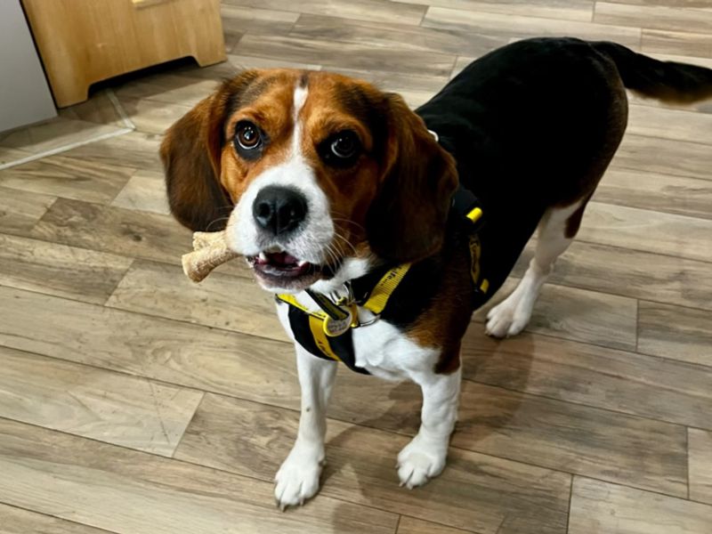 Daisy | Beagle Cross | Kenilworth (West Midlands) - 3
