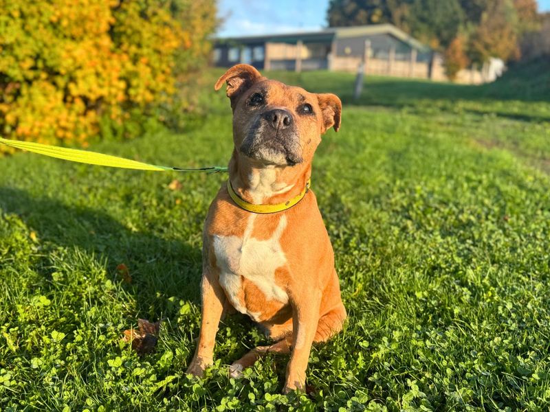 Laurel | Terrier (Staffordshire Bull) | Salisbury (Wiltshire) - 2