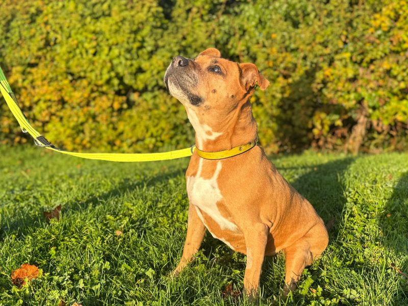 Laurel | Terrier (Staffordshire Bull) | Salisbury (Wiltshire) - 6