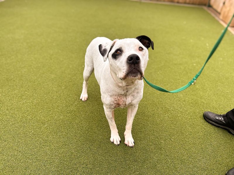Reggie | Terrier (Staffordshire Bull) | Salisbury (Wiltshire) - 5