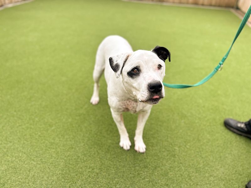 Reggie | Terrier (Staffordshire Bull) | Salisbury (Wiltshire) - 4