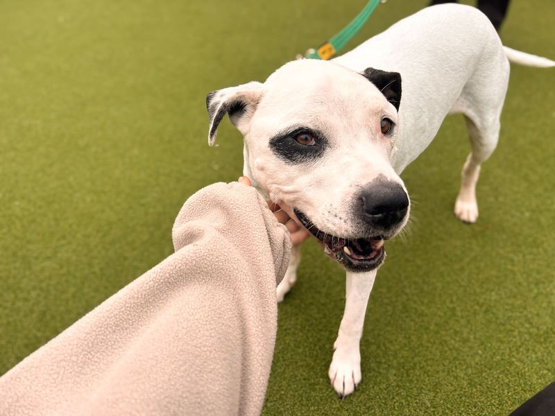 Staffordshire Bull Terrier Dogs And Puppies For Adoption