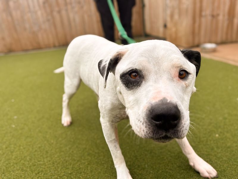 Reggie | Terrier (Staffordshire Bull) | Salisbury (Wiltshire) - 2