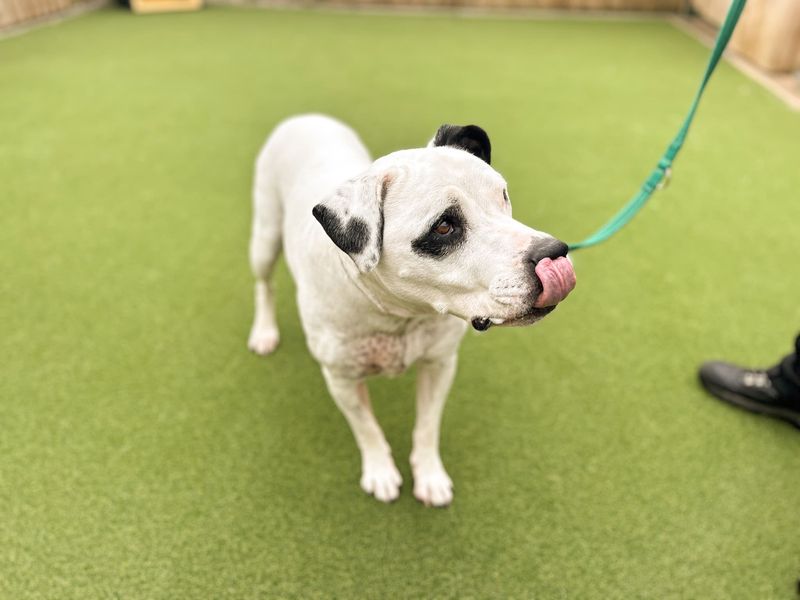 Reggie | Terrier (Staffordshire Bull) | Salisbury (Wiltshire) - 3