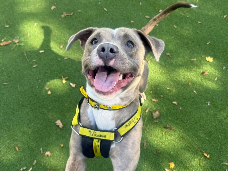 Annie | Terrier (Staffordshire Bull) Cross | Shrewsbury (Shropshire) - 2