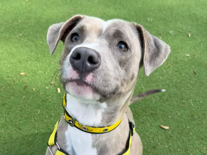 Annie | Terrier (Staffordshire Bull) Cross | Shrewsbury (Shropshire) - 3