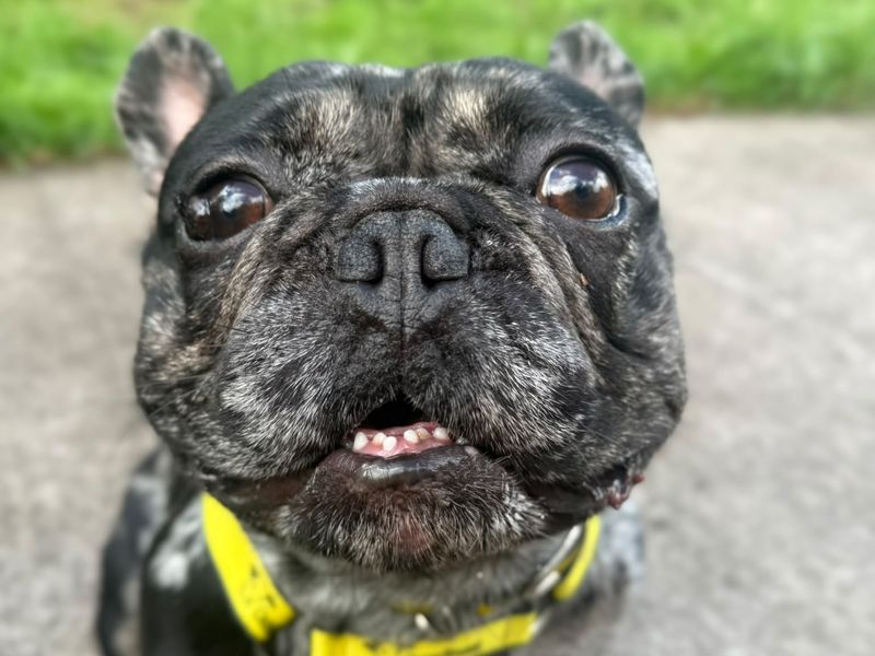 French Bulldog Dogs And Puppies For Adoption