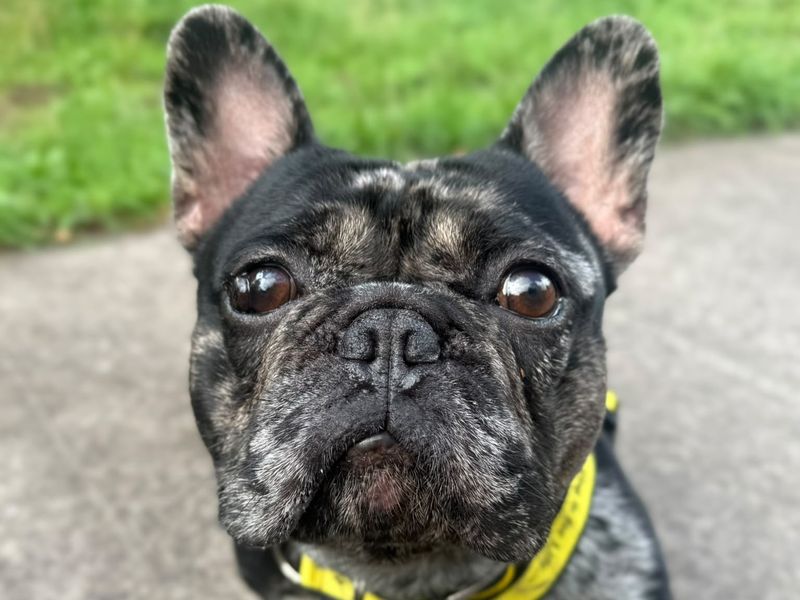 Hugo | French Bulldog | Shrewsbury (Shropshire) - 2