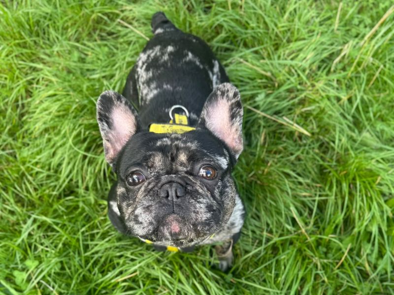 Hugo | French Bulldog | Shrewsbury (Shropshire) - 3
