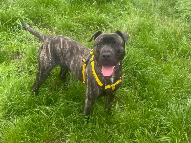 Teddy | Terrier (Staffordshire Bull) | Shrewsbury (Shropshire) - 2
